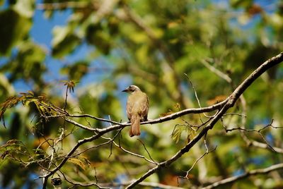 Low angle view of bird perching on tree