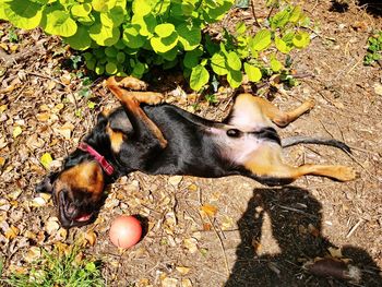 High angle view of dog relaxing on field