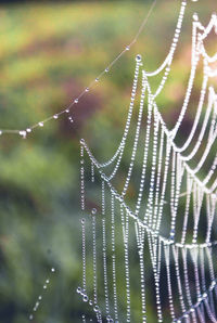 Close-up of spider on web