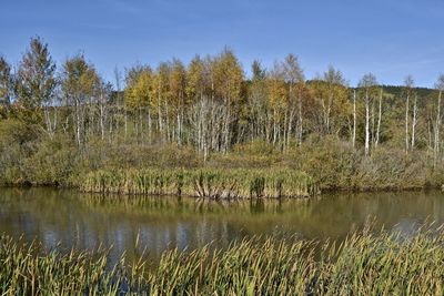 Scenic view of lake in forest against sky