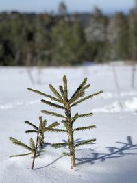 Close-up of frozen plant on snowy field