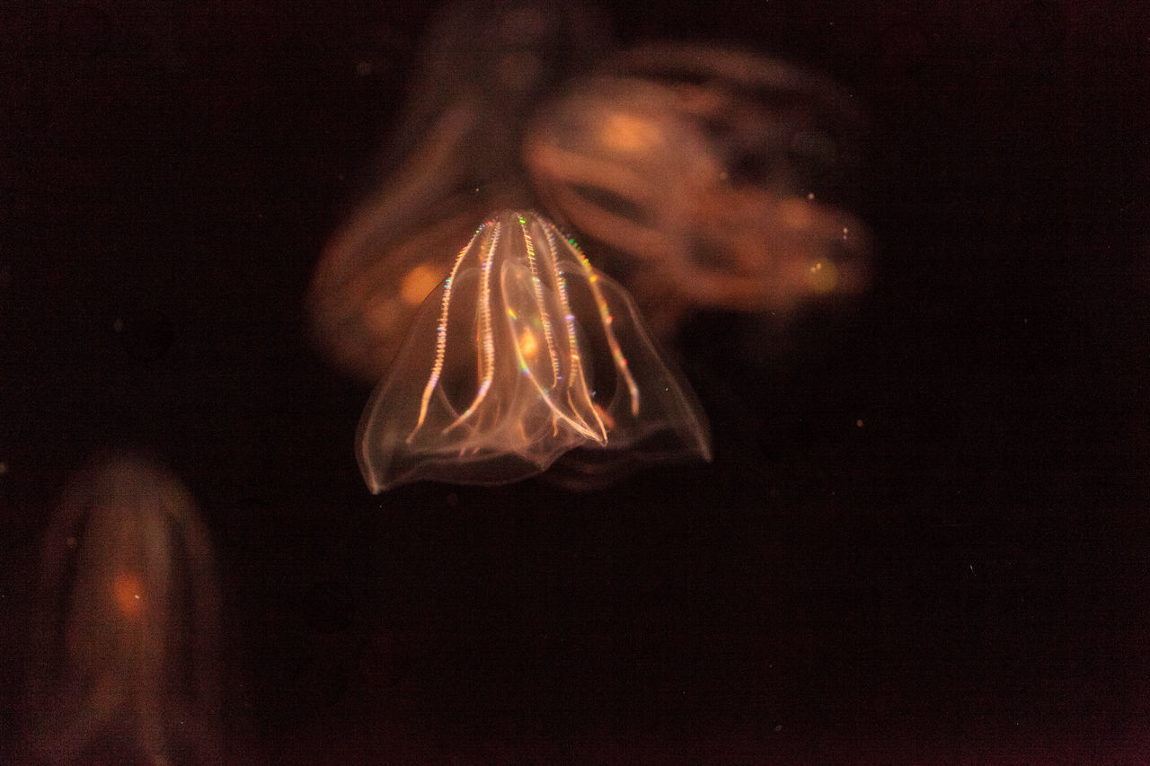 Comb jellyfish