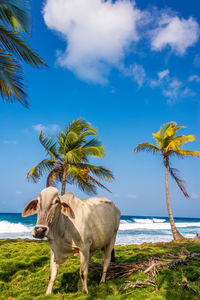 Cow walking on field by sea against blue sky
