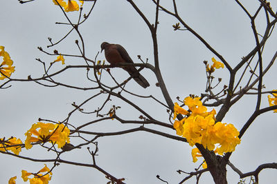 Low angle view of bird perching on tree against sky