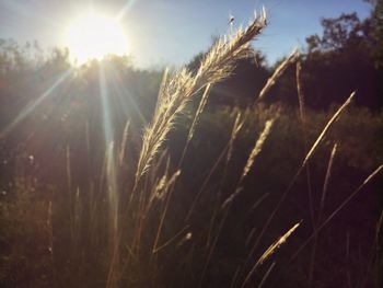 Close-up of stalks in field against bright sun