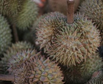 Close-up of succulent plant