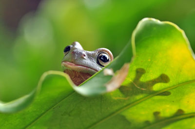 Close-up of frog on leaf