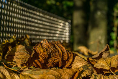 Close-up of dried leaves