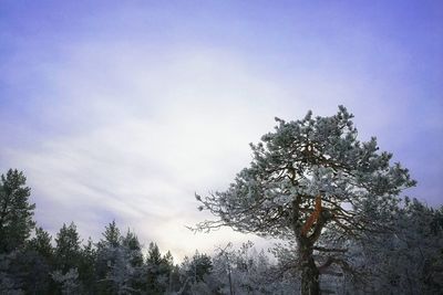 Low angle view of trees against sky