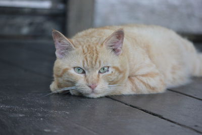 Portrait of cat lying on floor