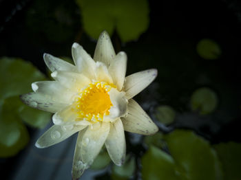 Close-up of wet white flower