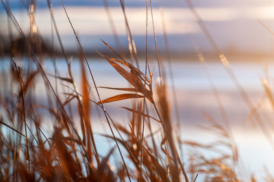Close-up of stalks in field