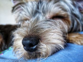 Close-up of dog sleeping