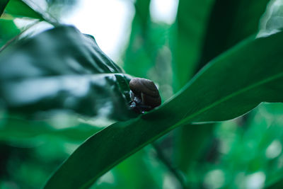 Close-up of insect on leaf