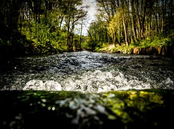 River flowing through forest