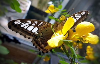 Close-up of butterfly perching on yellow flower