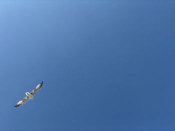 Low angle view of seagulls flying in sky