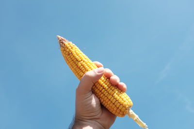 Close-up of hand holding corn against clear blue sky