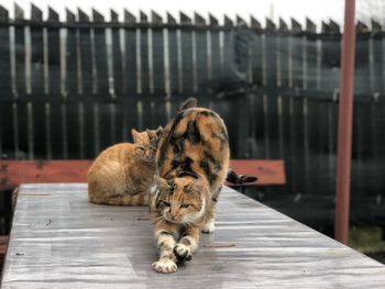 Cat lying on railing