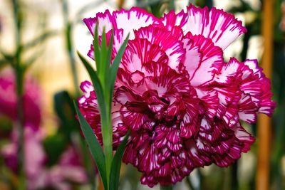 Close-up of pink flowering plant