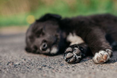 Little puppy on the road.