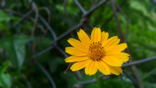 Close-up of yellow flower blooming outdoors