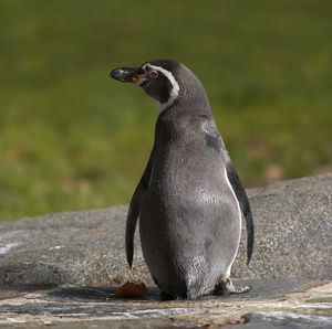 Close-up of penguin on rock