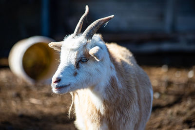 Close-up of goat on field