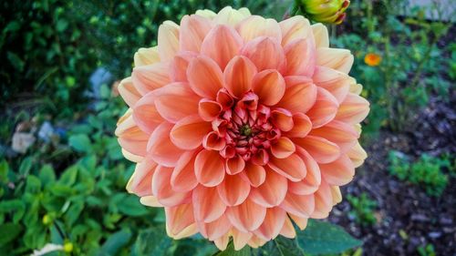 Close-up of pink dahlia flower