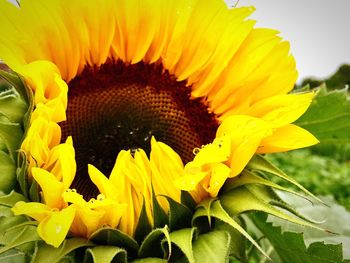 Close-up of sunflower blooming outdoors