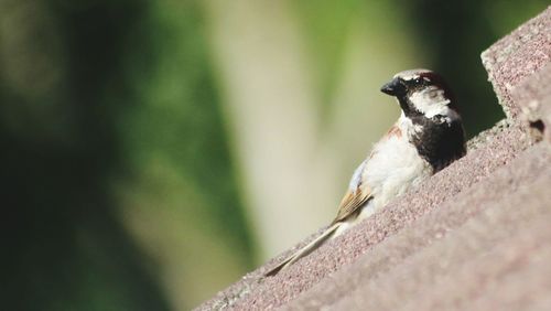 Close-up of bird perching on wall