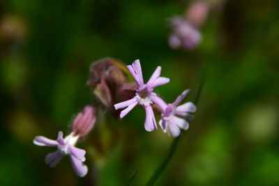 Close-up of flowers blooming outdoors