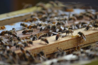 Close-up of bees on wood