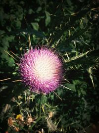Close-up of pink flowers