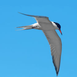 Low angle view of seagull flying