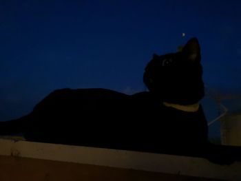 Silhouette cat resting against the sky at night