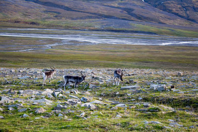 Reindeer grazing on tundra in svalbard