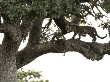 Low angle view of cat on tree