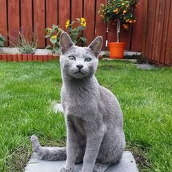 Portrait of cat sitting in backyard