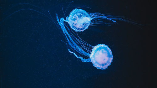 Blue jellyfish