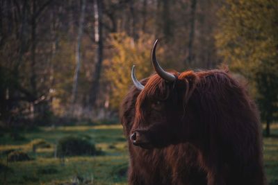 Horse in a field