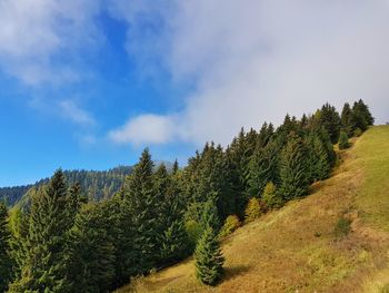 Plants growing on land against sky