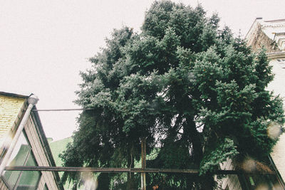 Trees against clear sky