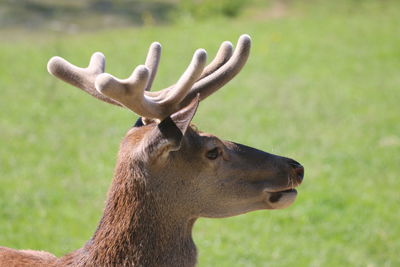 Close-up of deer on field