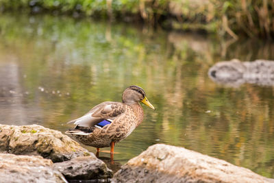 Close-up of bird perching on rock in lake