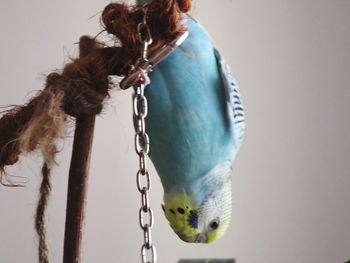 Close-up of woman hanging against white background