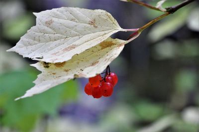 Close-up of ladybug on leaf