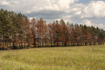 Trees on field against sky