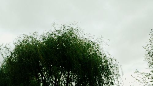 Low angle view of trees against sky