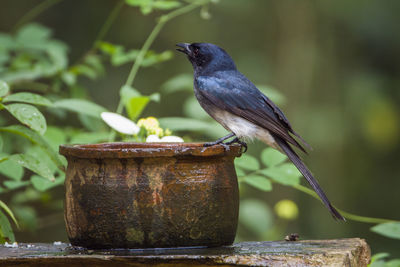 Close-up of bird perching on wood